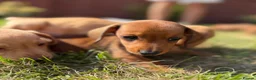 Miniature Dachshund dogs for sale: READY TO LEAVE🏆💙💖 KC REG 5 STAR BREEDER💙💖🏆 - Advert 23