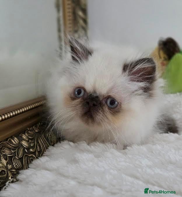 Persian cats for sale: Persian Himalayan Kittens - Advert 1