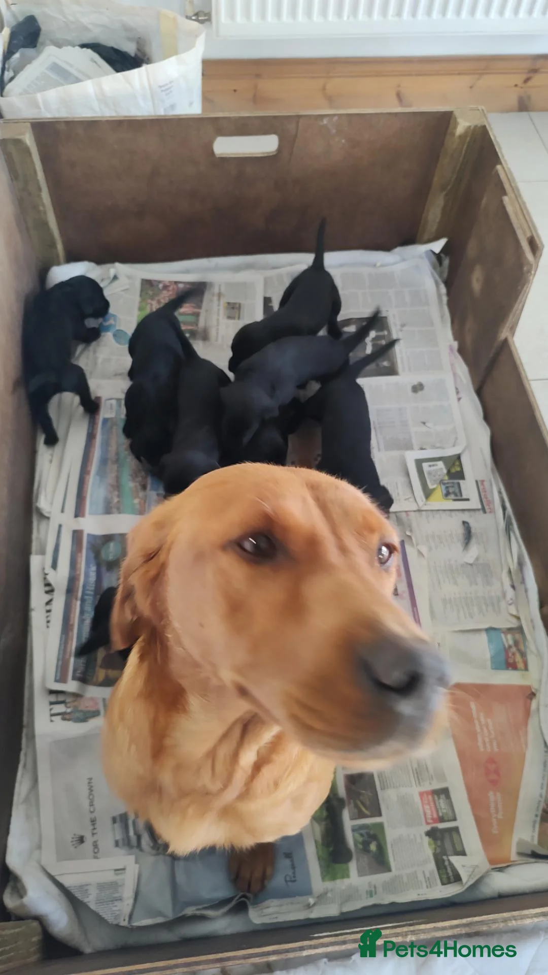 Labrador Retriever dogs for sale: Gus - one gorgeous boy available  - Advert 2