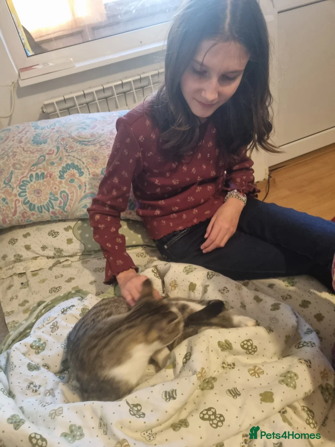 Mixed Breed cats for sale: TOMMY -a very friendly boy who needs a Loving Home - Advert 12