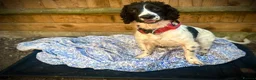 Sprocker dogs for sale: Ted looking for a gundog home  - Advert 2