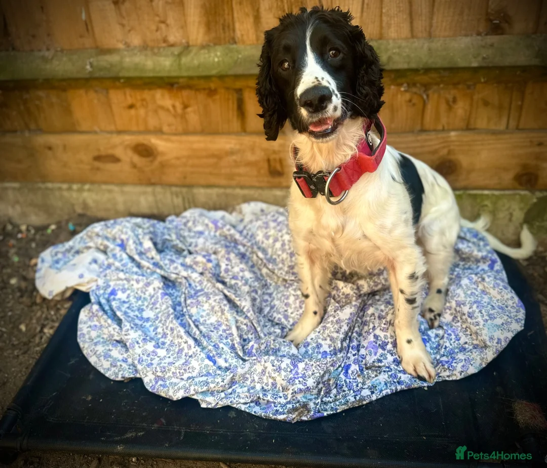Sprocker dogs for sale: Ted looking for a gundog home  - Advert 2