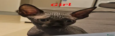 Sphynx 2