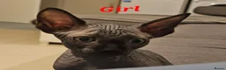 Sphynx cats for sale: 🐾 Beautiful Sphynx Kittens for Sale 🐾 - Advert 5