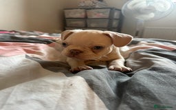 French Bulldog dogs for sale: Male French Bulldog puppy  - Image 3