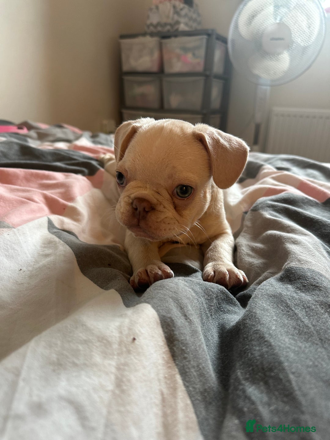 French Bulldog dogs for sale: Male French Bulldog puppy  - Image 3