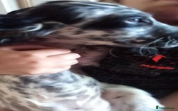 Cocker Spaniel dogs for sale: Cocker spaniel male puppies - Image 4