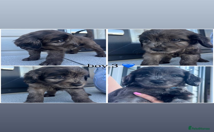 Mixed Breed dogs - Advert 4