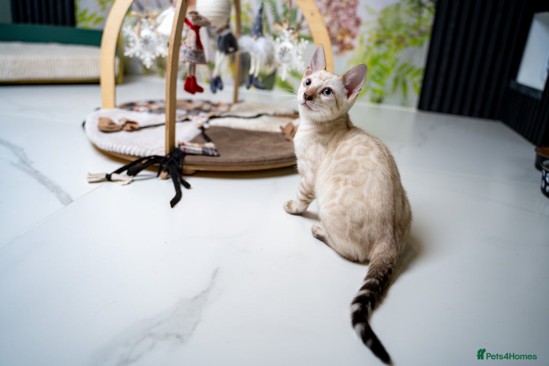 Bengal cats for sale: GOOBER-Snow Lynx Pure Bengal-TICA REG.-Playful boy - Advert 22