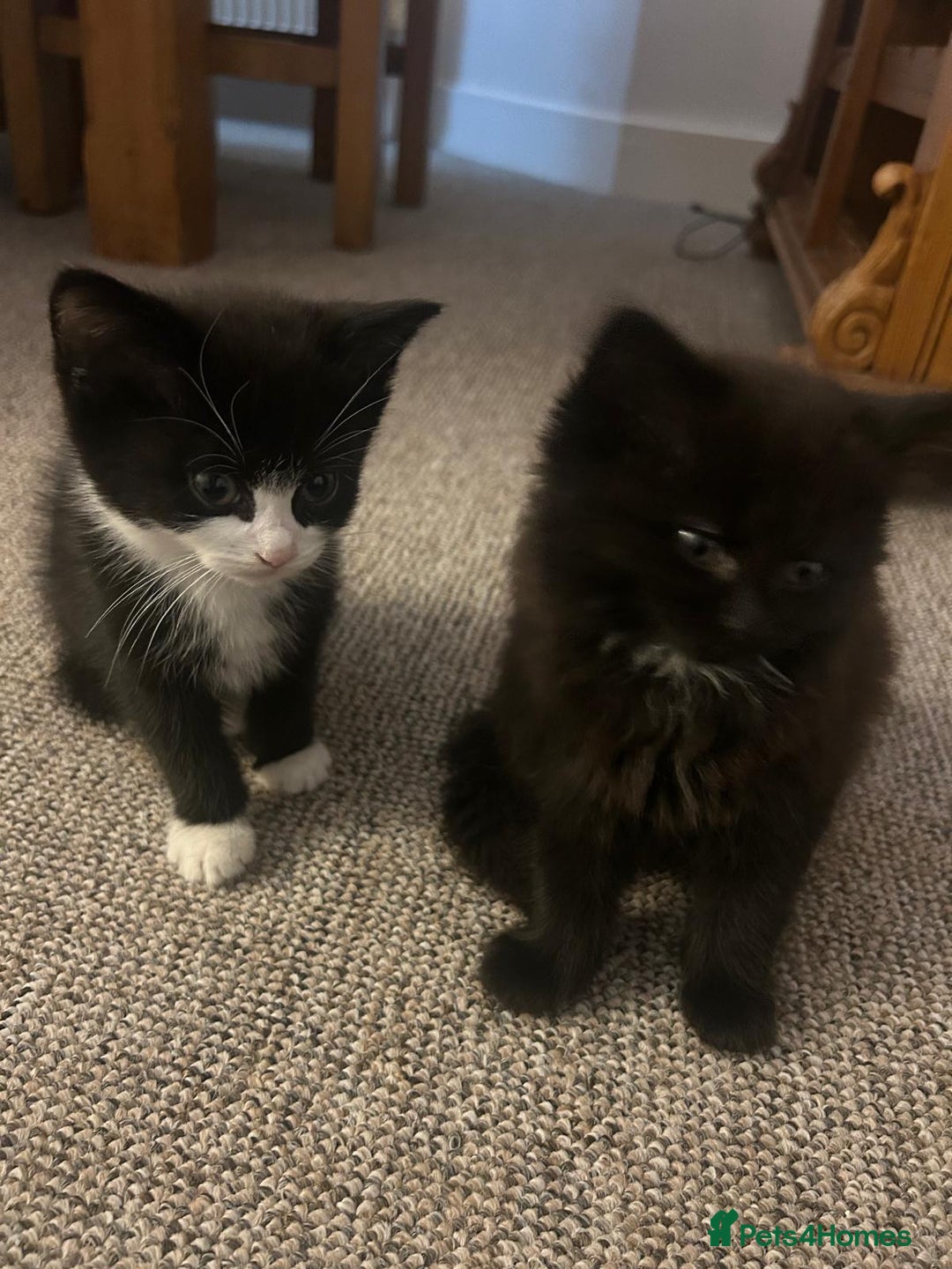 British Shorthair cats for sale: Beautiful kittens for sale - Advert 9