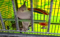 Cockatiels birds for sale: Biscoff - Image 3