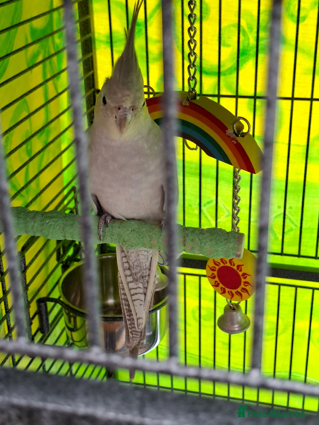 Cockatiels birds for sale: Biscoff - Image 3