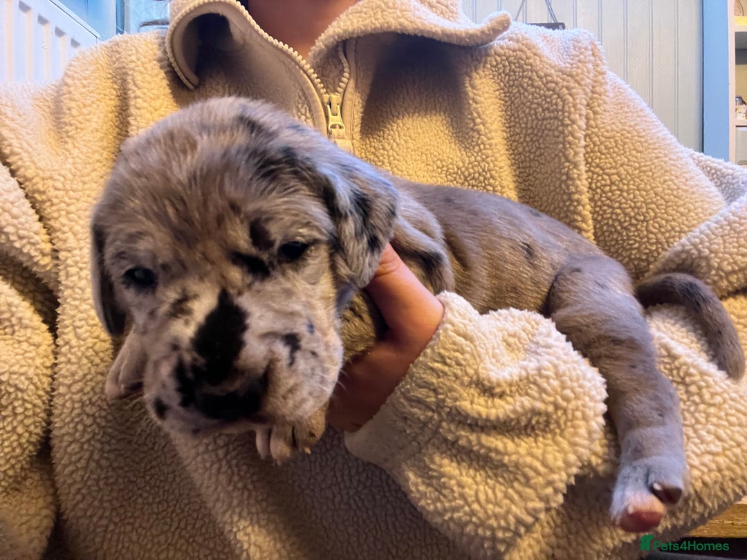 Great Dane dogs for sale: Great Dane puppy’s  - Image 21