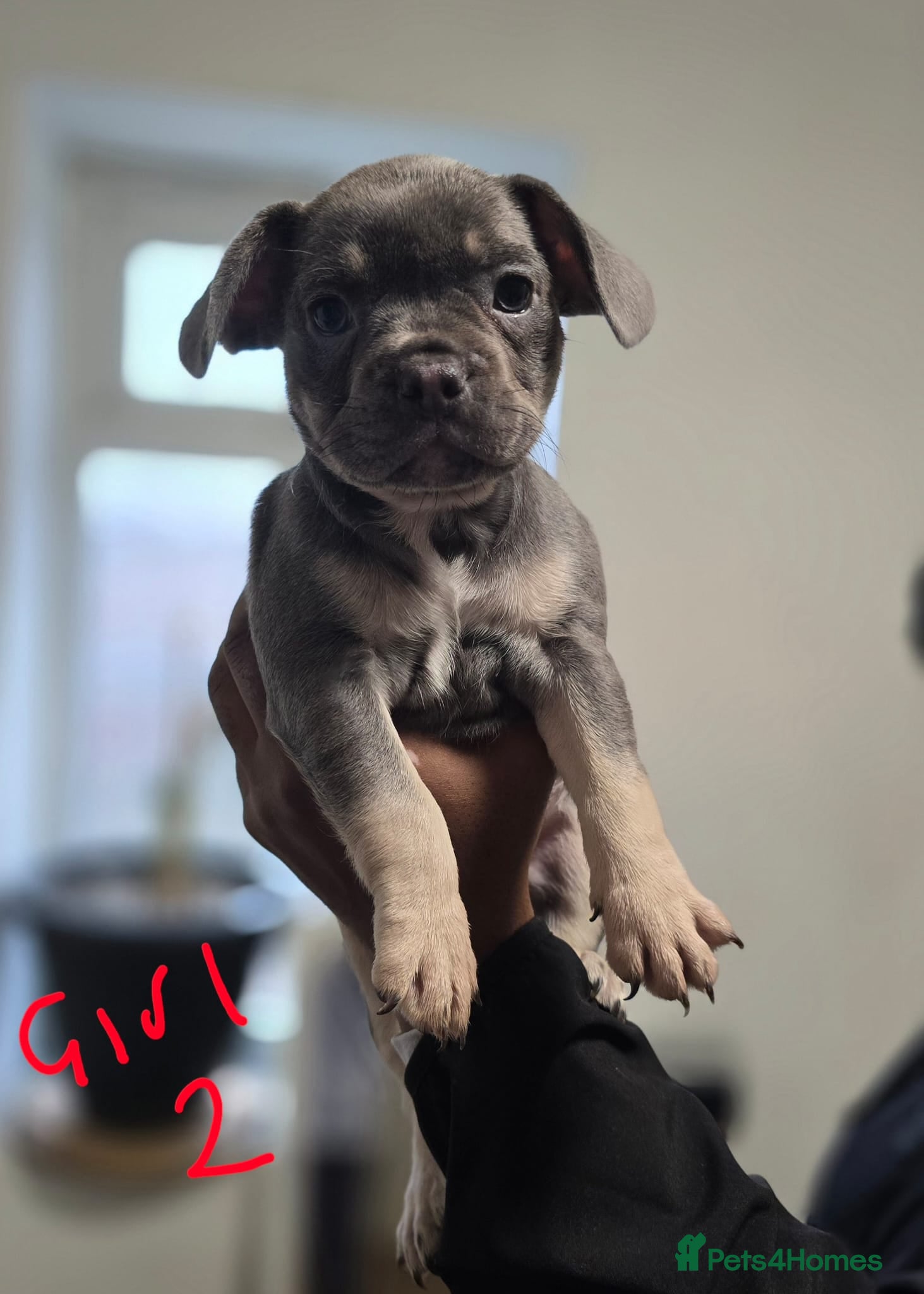 French Bulldog dogs 2girls and 1 boy French bull dogs  - Advert 9