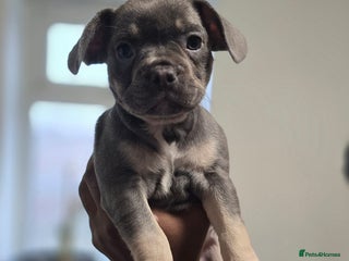 French Bulldog dogs 2girls and 1 boy French bull dogs - Advert 9