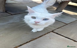 Maine Coon cats for sale: Very loving girl in need of a forever home  - Image 1