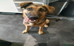 German Shepherd dogs for adoption: Sammy needs a loving forever home - Image 3