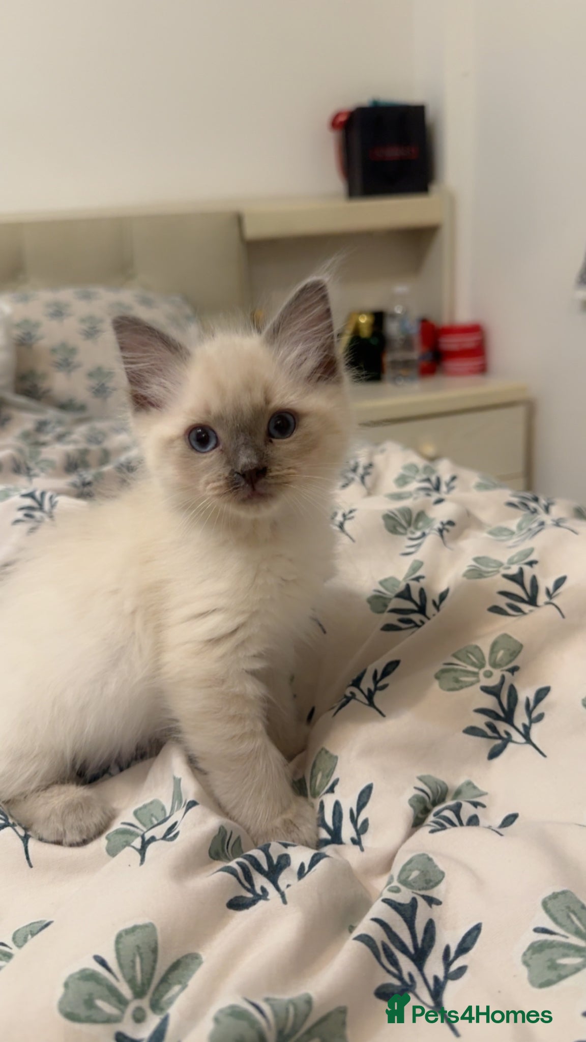 Ragdoll cats Ragdoll pure breed kitten - Advert 16