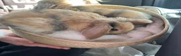 Mini Lop rabbits for sale: Beautiful Mini Lop, Bonded Sisters in Newcastle upon Tyne - Advert 22
