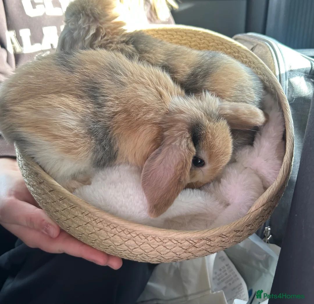 Mini Lop rabbits for sale: Beautiful Mini Lop, Bonded Sisters in Newcastle upon Tyne - Advert 22