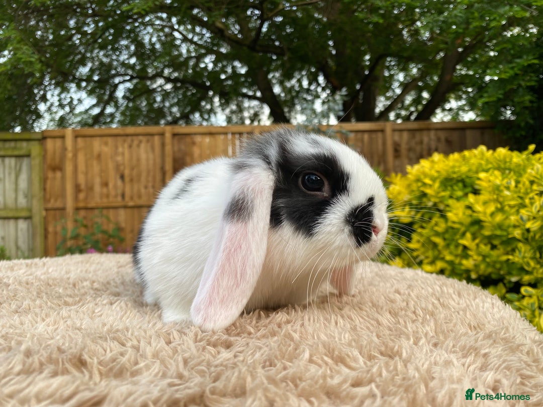 Mini Lop rabbits for sale: Baby Mini Lops For Sale - Image 10