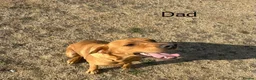Labrador Retriever dogs for sale: *8 Working Line Labrador Puppies* - Advert 6