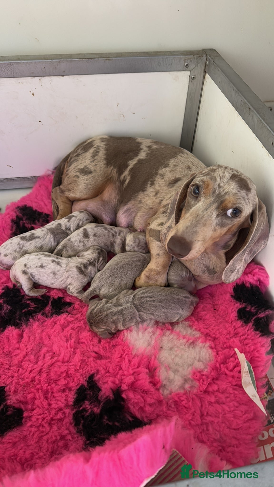 Miniature Dachshund dogs KC PRA IVDD Miniature Dachshund.  - Advert 1