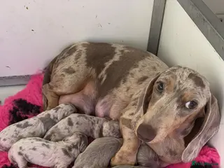 Miniature Dachshund dogs KC PRA IVDD Miniature Dachshund. - Advert 1