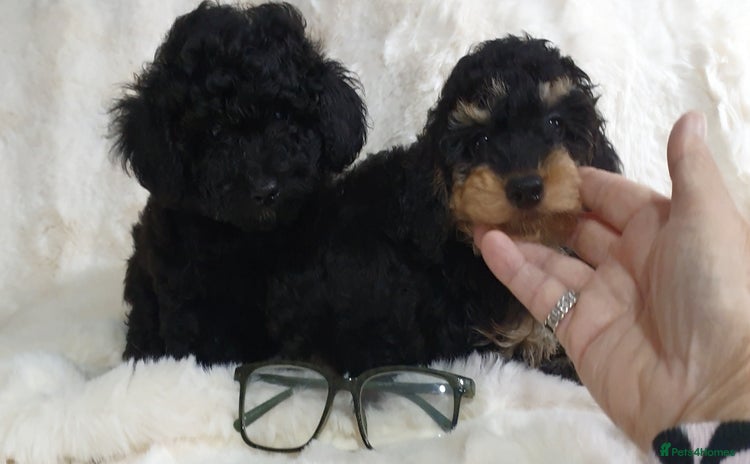 Toy Poodle dogs - Advert 2