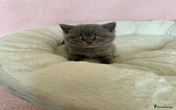 British Shorthair cats for sale: British shorthair kitten  - Image 5
