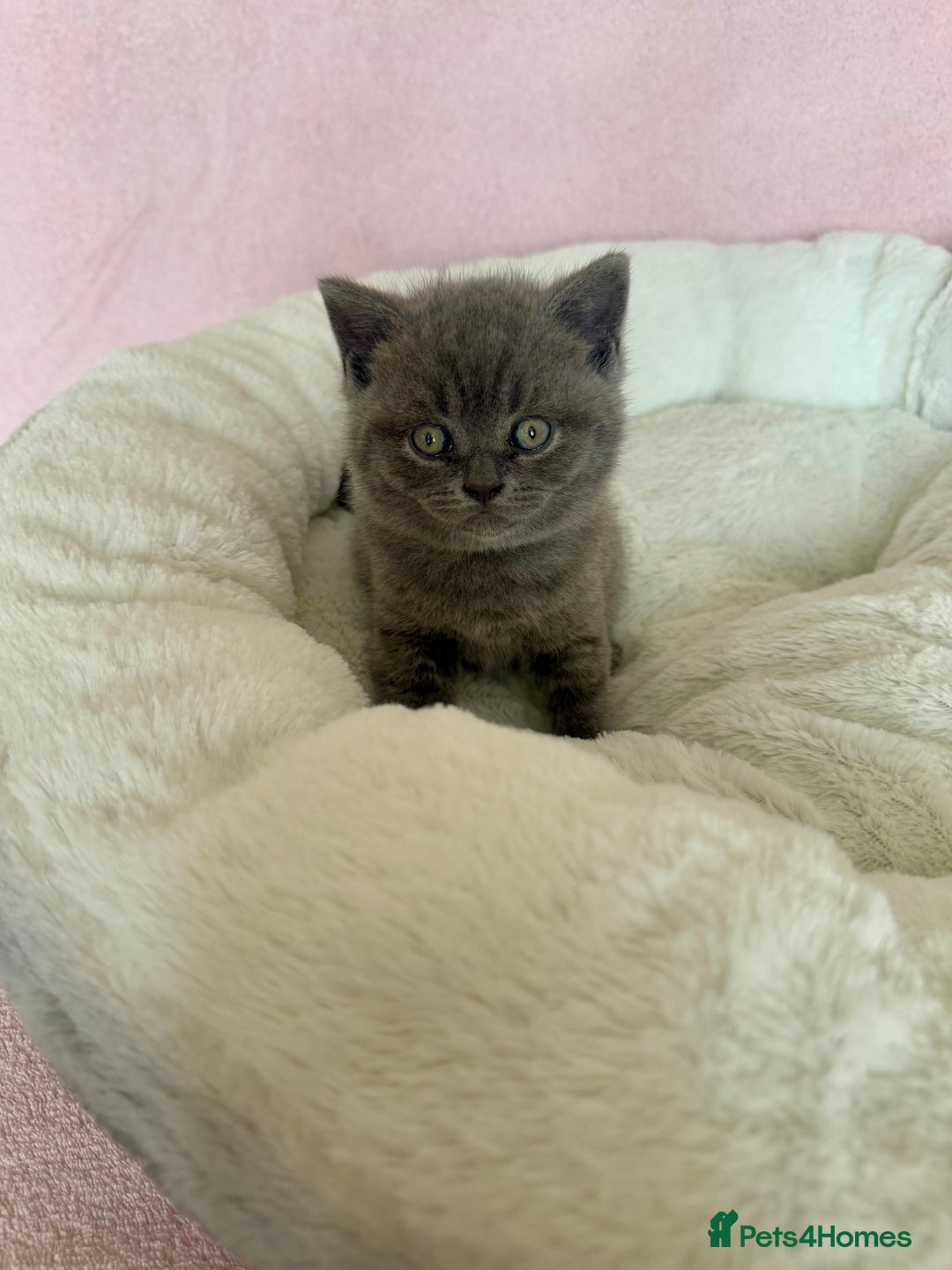 British Shorthair cats for sale: British shorthair kitten  - Image 5