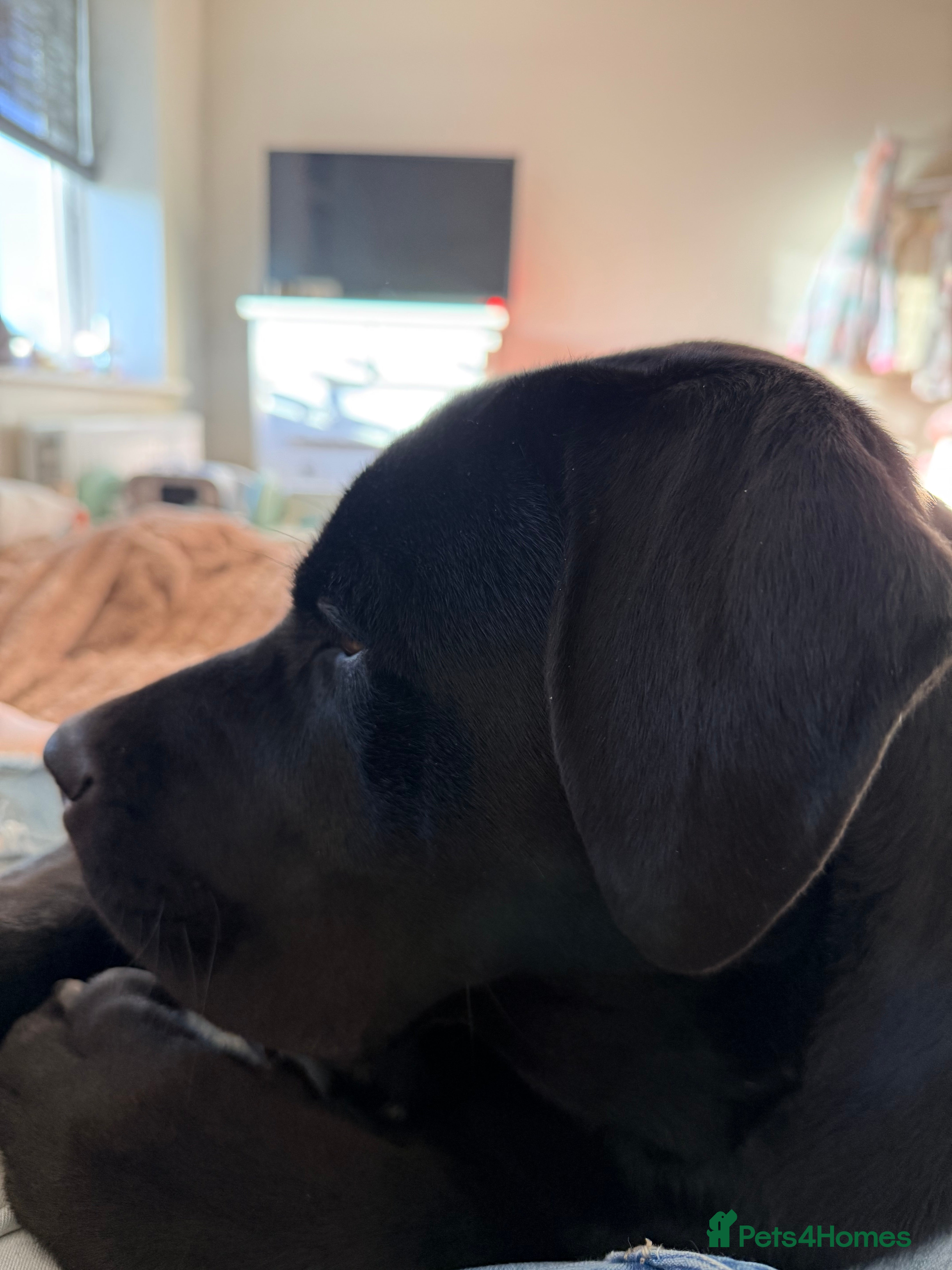 Mixed Breed dogs 8 month old male cane corso for new loving home - Advert 10