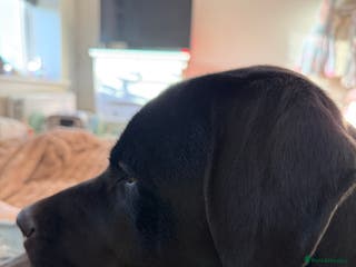 Mixed Breed dogs 8 month old male cane corso for new loving home - Advert 5