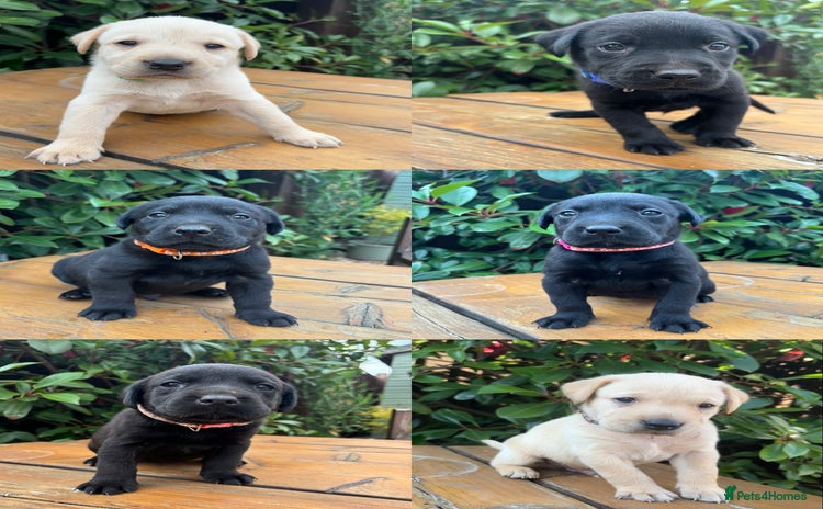 Labrador Retriever dogs - Advert 1