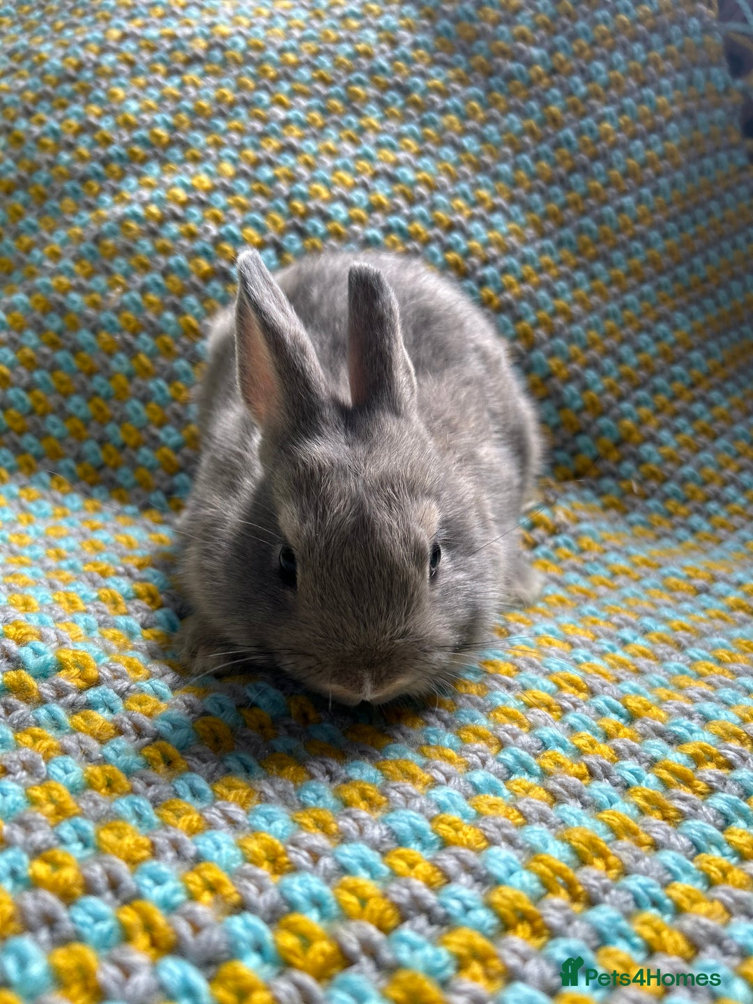 Netherland Dwarf rabbits for sale: Vaccinated Netherland Dwarf Rabbits - Image 22