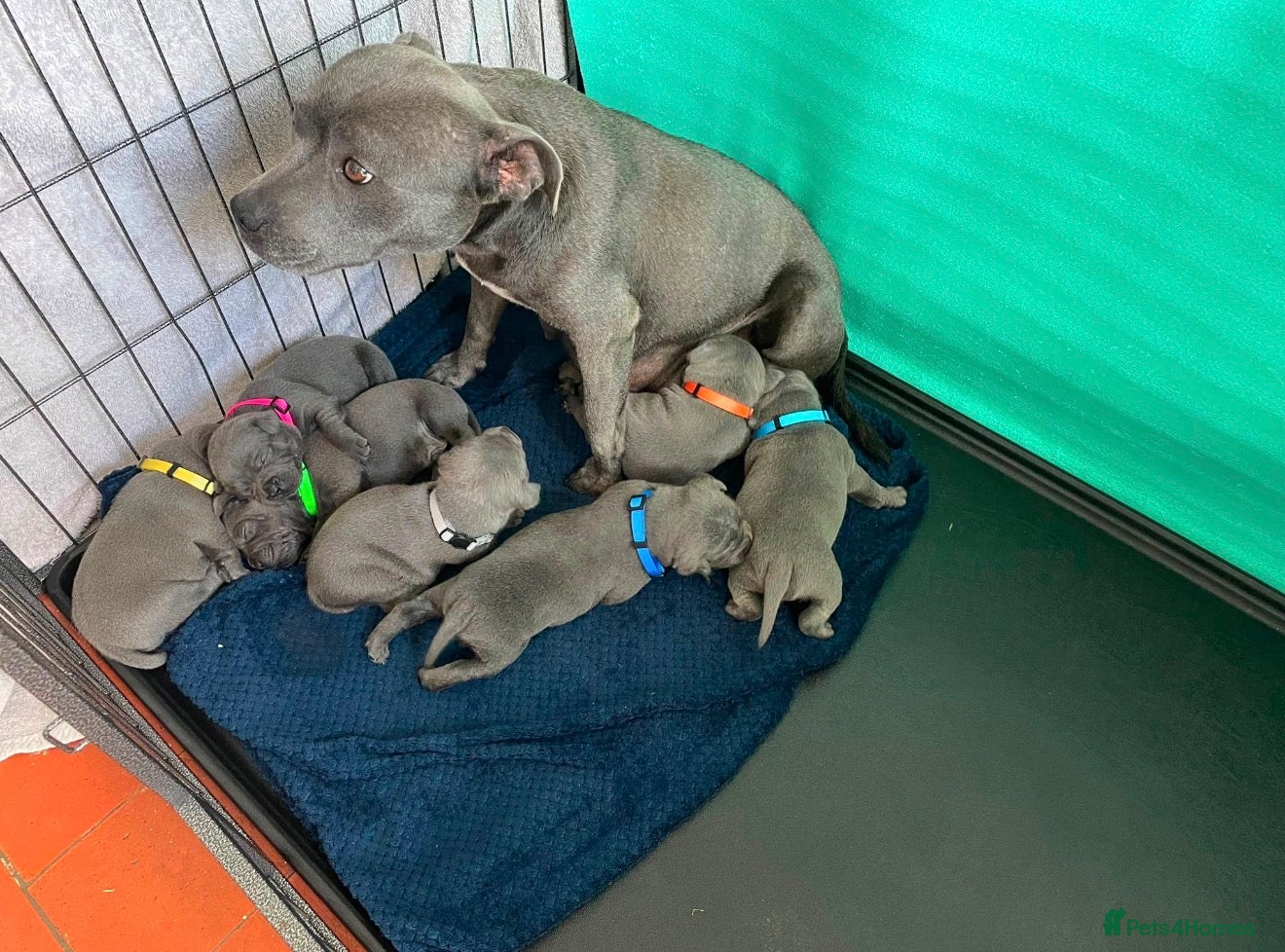 Staffordshire Bull Terrier dogs Outstanding KC Blue Staffy Puppies - Advert 1