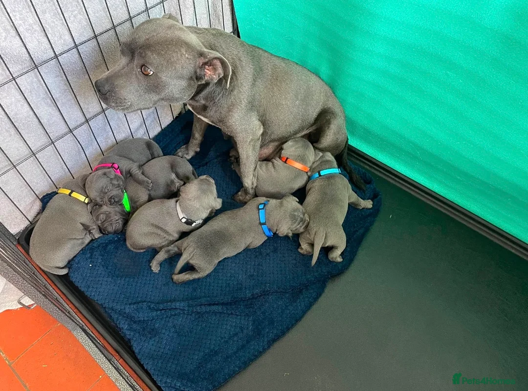 Staffordshire Bull Terrier dogs for sale: Outstanding KC Blue Staffy Puppies in Burton-on-Trent - Advert 1