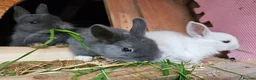 Netherland Dwarf rabbits for sale: Mixed baby bunny's  - Advert 6