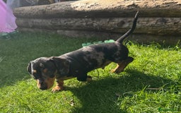 Miniature Dachshund dogs for sale: 🐾Ready to go!!! Reduced KC, Puppies.🐾 - Image 9