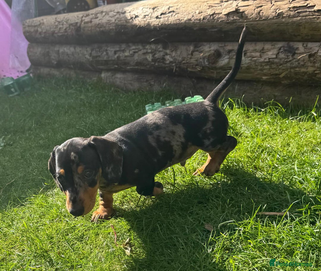 Miniature Dachshund dogs for sale: 🐾Ready to go!!! Reduced KC, Puppies.🐾 - Image 9
