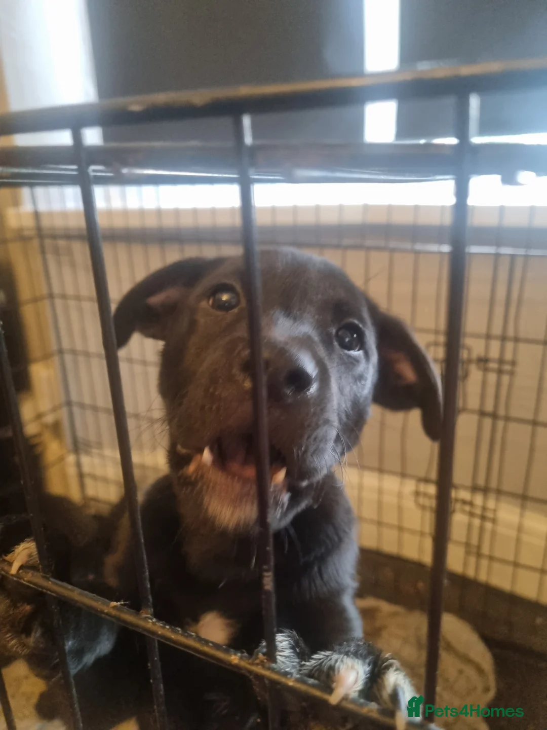 Mixed Breed dogs for sale: Sharpei x staffy in Doncaster - Advert 6