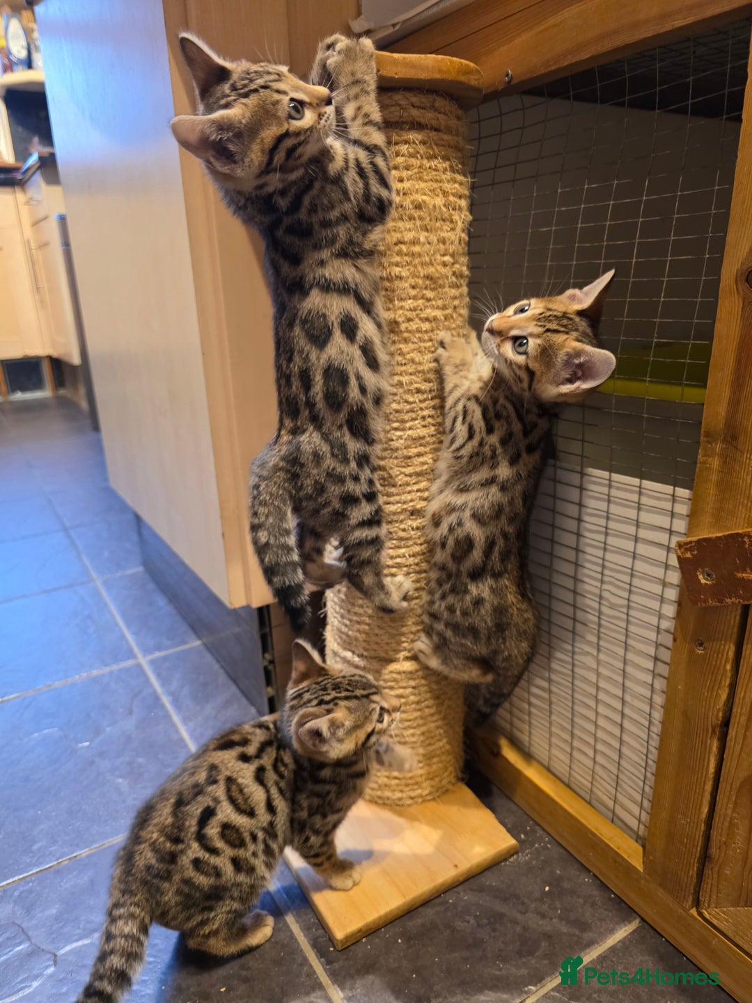 Bengal cats for sale: Outstanding quality Brown rosetted bengal kittens  - Advert 2