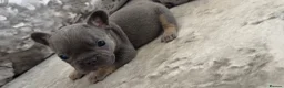 French Bulldog dogs for sale: Beautiful French Bulldog Puppies  - Advert 6