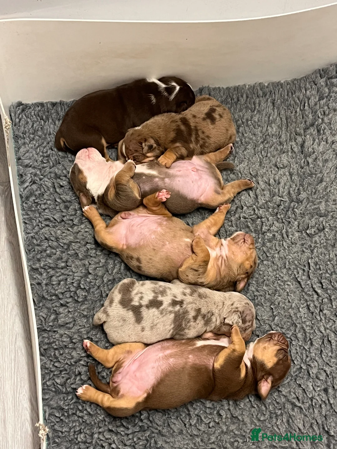 Olde English Bulldogge dogs for sale: RAINBOW OLD ENGLISH LITTER !!! - Advert 2