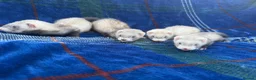 Ferret rodents for sale: Jill ferrets for sale - Advert 6