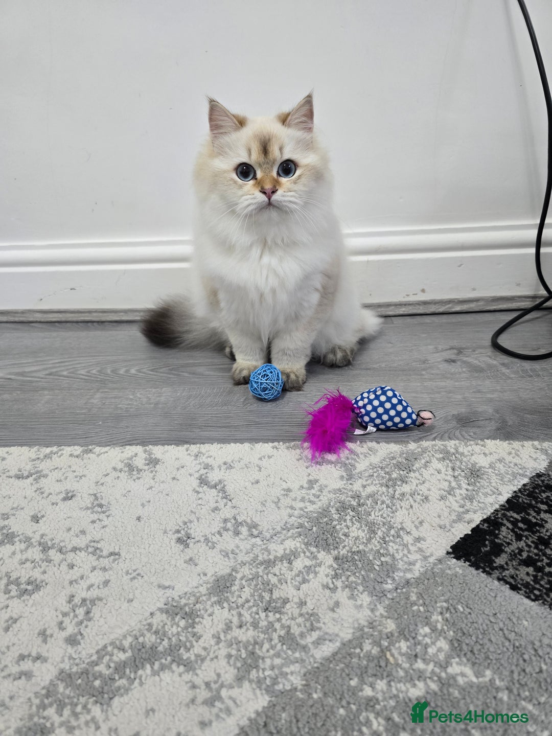 British Longhair cats for sale: Stunning Colour Point Girl - Advert 4