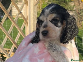 Cocker Spaniel dogs Fully health tested KC Cocker Spaniel puppies - Advert 15