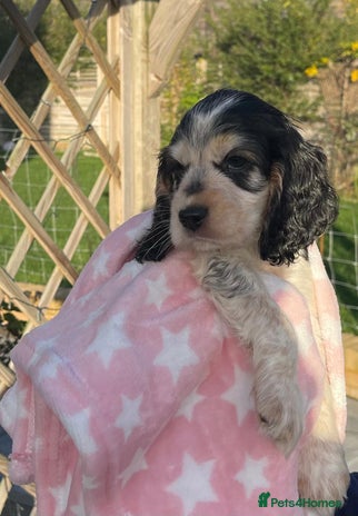 Cocker Spaniel dogs Fully health tested KC Cocker Spaniel puppies - Advert 4