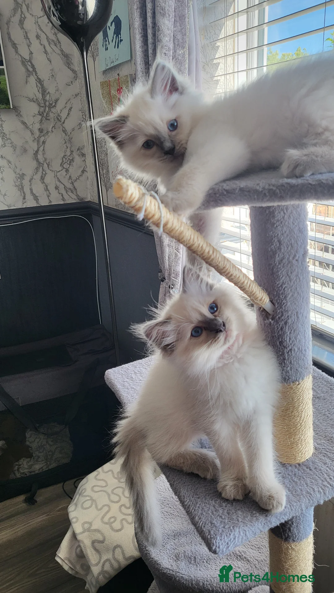 Ragdoll cats for sale: Adorable playful kittens for sale - Advert 1