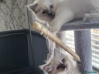 Ragdoll cats for sale: Open to offers - ready to go - Advert 2